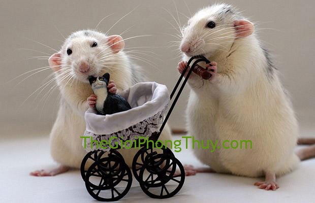 Sợ bơ vơ khốn khổ và mất cảm giác an toàn khi mơ thấy chuột