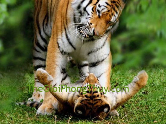 Đàn ông tuổi gì thì phụ nữ tuổi Dần nên yêu