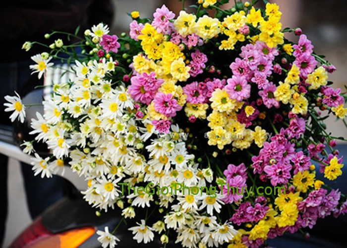 Mơ thấy hoa cúc: Tượng trưng hy vọng và thu hoạch