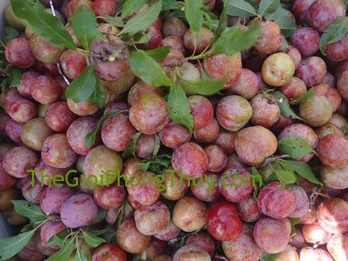 Giải mã giấc mơ thấy ăn quả mận