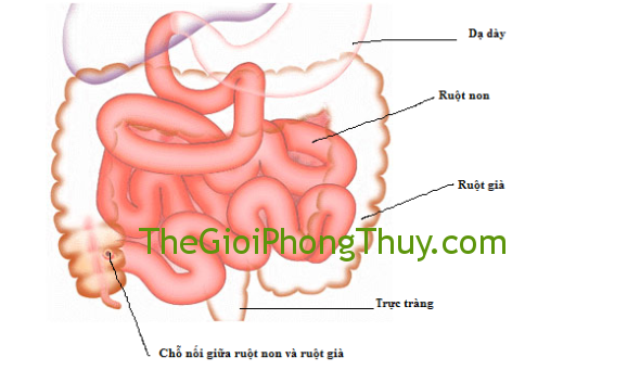 Giải mã giấc mơ thấy ruột