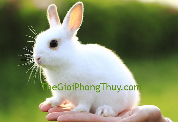 Gặp lại bạn cũ với giấc mơ thấy thỏ