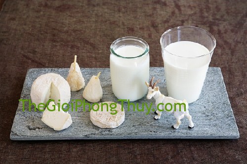 Giấc mã giấc mơ thấy sữa bò sữa dê