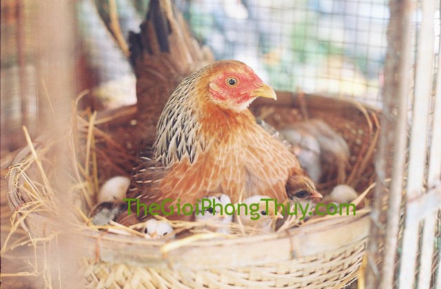 Giấc mã giấc mơ thấy gà mẹ ấp con