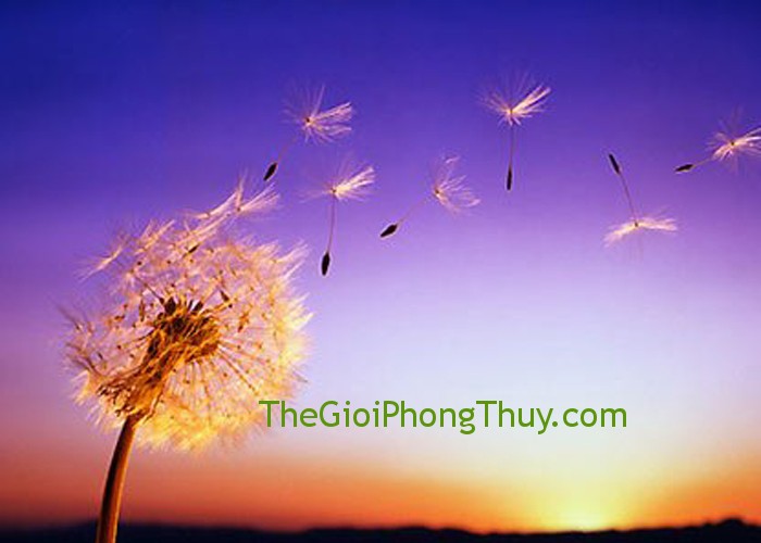 Mơ thấy gió mát nhè nhẹ: Có thể gặp vận may