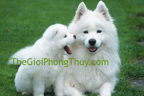 Giải mã giấc mơ thấy chó