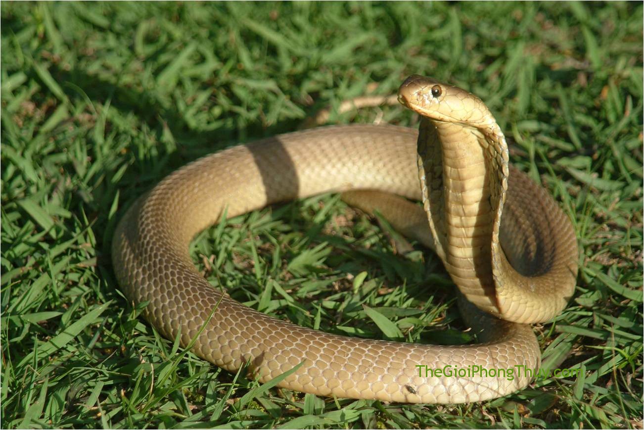 Nằm mơ thấy rắn