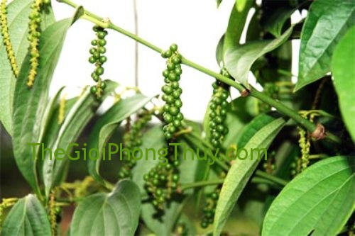 Giải mã giấc mơ thấy hồ tiêu