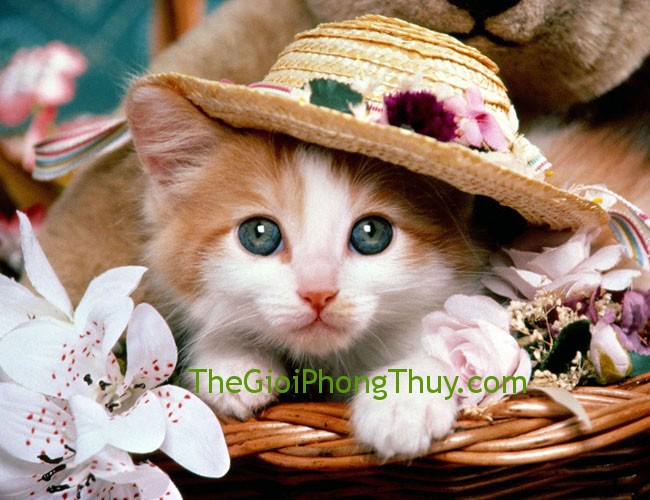 Tuổi gì hợp với Tuổi Mão