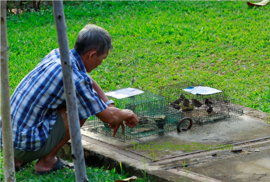 Mơ thấy sát sinh với bệnh nhiễm trùng sinh dục