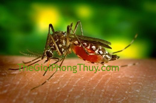 Tai họa liên tiếp xảy đến Khi mơ thấy muỗi