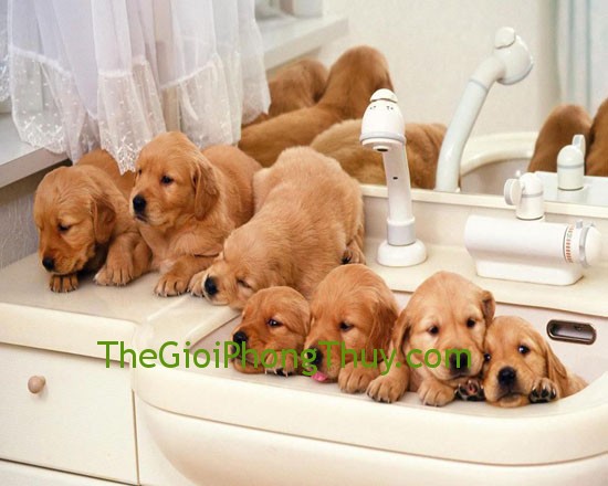 Giải mã giấc mơ thấy chó con