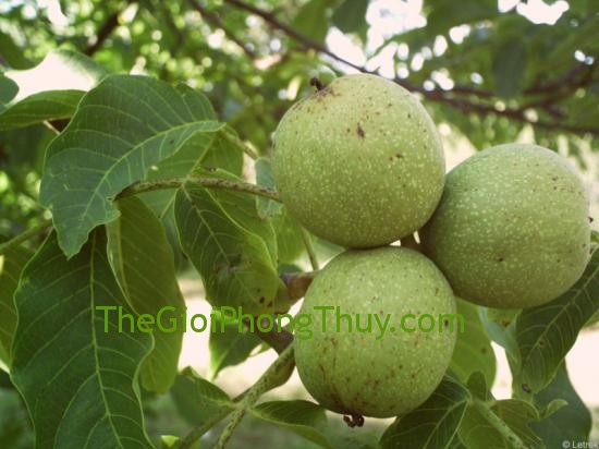 Giải mã giấc mơ thấy cây hồ đào