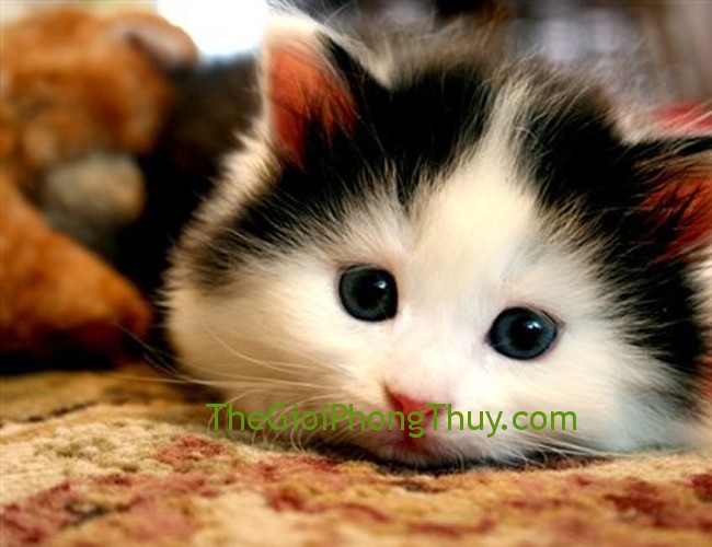 Năm sinh người tuổi Mão