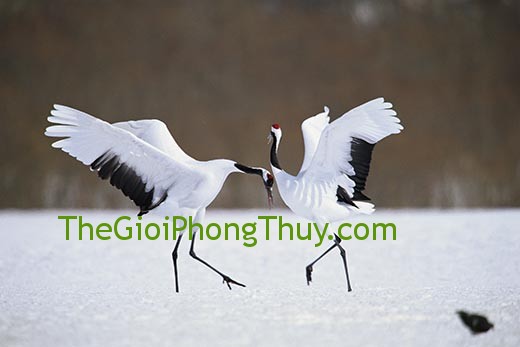 Tượng trưng cho công danh và nhân cách con người khi mơ thấy hạc