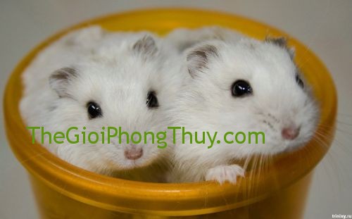 Mệnh cung tuổi Bính Tý sinh năm 1996