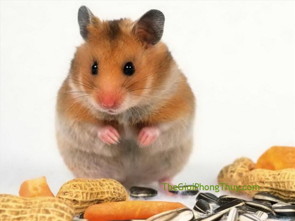 Giải mã giấc mơ thấy chuột