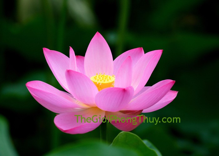 Tượng trưng cuộc sống giới tính của con người với giấc mơ thấy hoa sen: