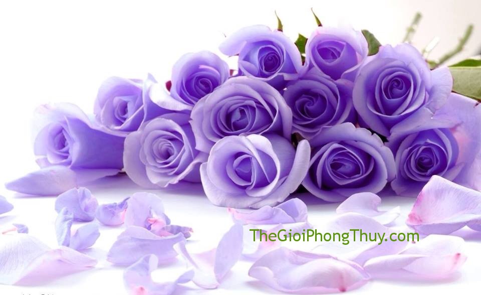 Giải mã giấc mơ thấy hoa hồng