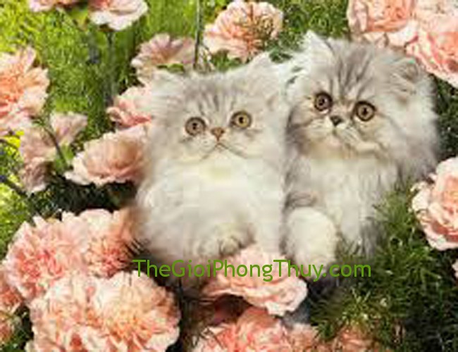 Tài năng và tính cánh của người tuổi Mão