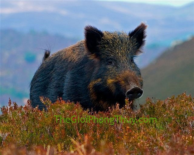 Giải mã giấc mơ thấy lợn rừng đực