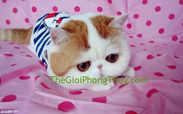 Giải mã giấc mơ thấy mèo