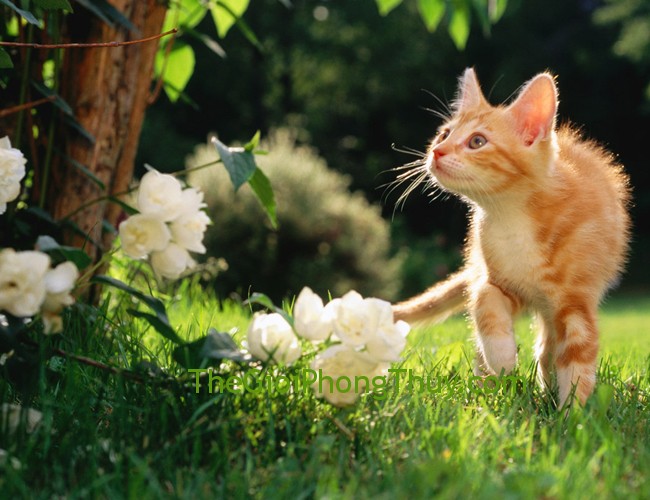Người tuổi Mão với các năm