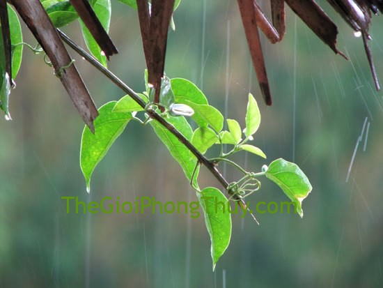 Giải mã cơm mưa trong giấc mơ