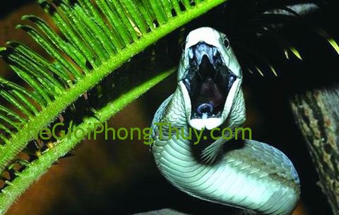 Giải mã giấc mơ thấy bị rắn cắn