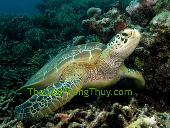 Tượng trưng cho trường thọ Khi mơ thấy rùa