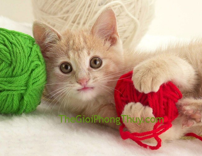 Tử vi 2015 tuổi Mão