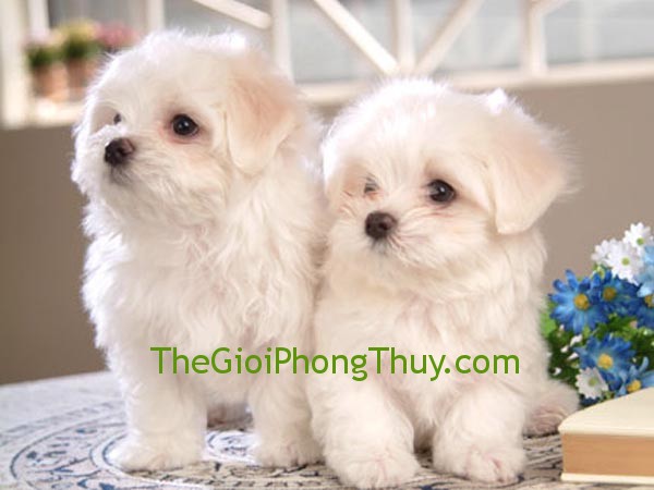 Những kiêng kỵ khi đặt tên cho người tuổi Tuất