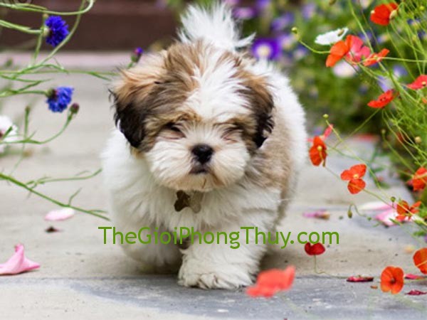 Đàn ông tuổi nào phụ nữ tuổi Tuất nên yêu
