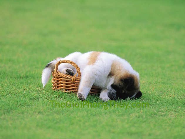 Người tuổi Tuất và năm sinh
