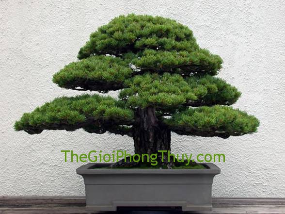 Phòng khách không nên bài trí những loại cây cảnh này kẻo gặp xui