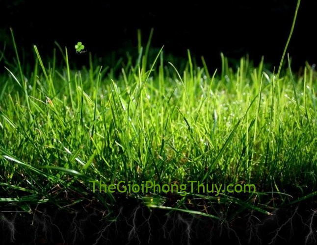 Giải mã giấc mơ thấy cỏ dại và ý nghĩa thực sự