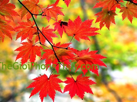 Khám phá giấc mơ thấy cây phong