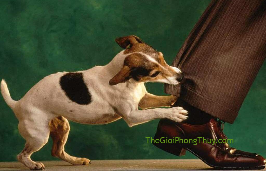 Giấc mơ thấy bị chó cắn báo hiệu điều gì?