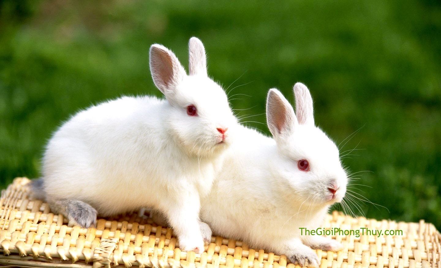 Giấc mơ thấy thỏ có ý nghĩa gì?