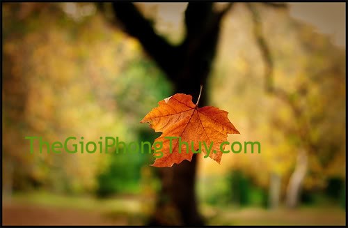 Giải mã ý nghĩa giấc mơ thấy lá rụng và con số may mắn nên đánh