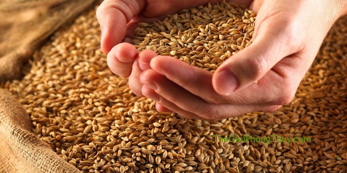 Mơ thấy thóc nên đánh con gì?