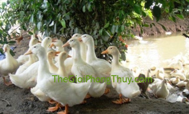 Giấc mơ thấy vịt báo hiệu điều gì cho bạn và con số may mắn nên đánh?