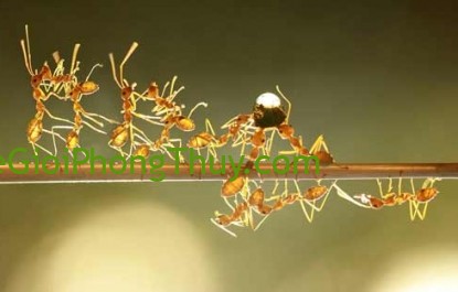 Nằm mơ thấy đàn kiến có ý nghĩa gì và con số may mắn nên đánh