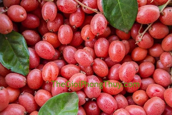 Giải mã ý nghĩa nằm mơ thấy quả nhót và con số may mắn nên đánh