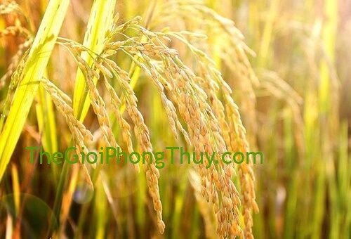 Nằm mơ thấy lúa chín mang lại ý nghĩa gì với bạn?