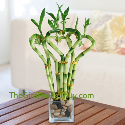 Những loại cây rất thích hợp để trưng trên bàn thờ