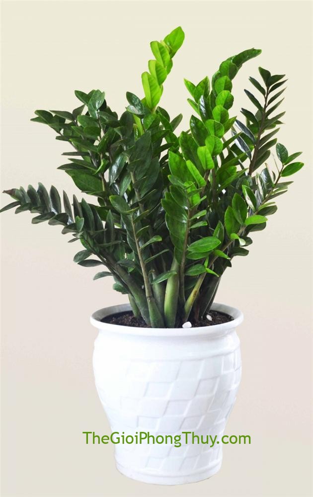Những loại cây được coi trọng về phong thủy tuy nhiên rất hại cho sức khỏe
