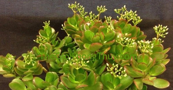 Cuối năm là thời gian "chỉnh đốn" lại phong thủy nhà ở