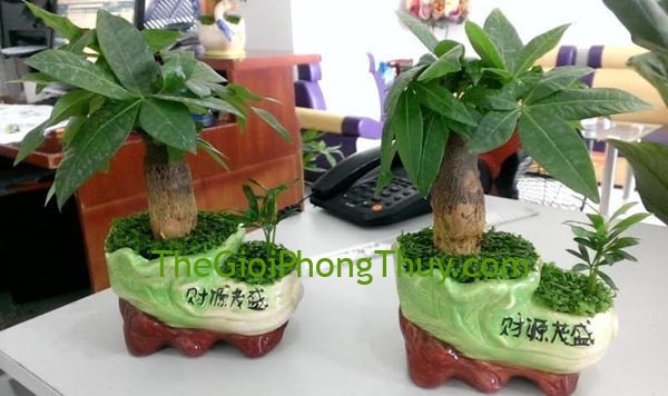 Chọn đúng cây phong thủy hợp với từng ngành nghề thì tài lộc sẽ ùa về