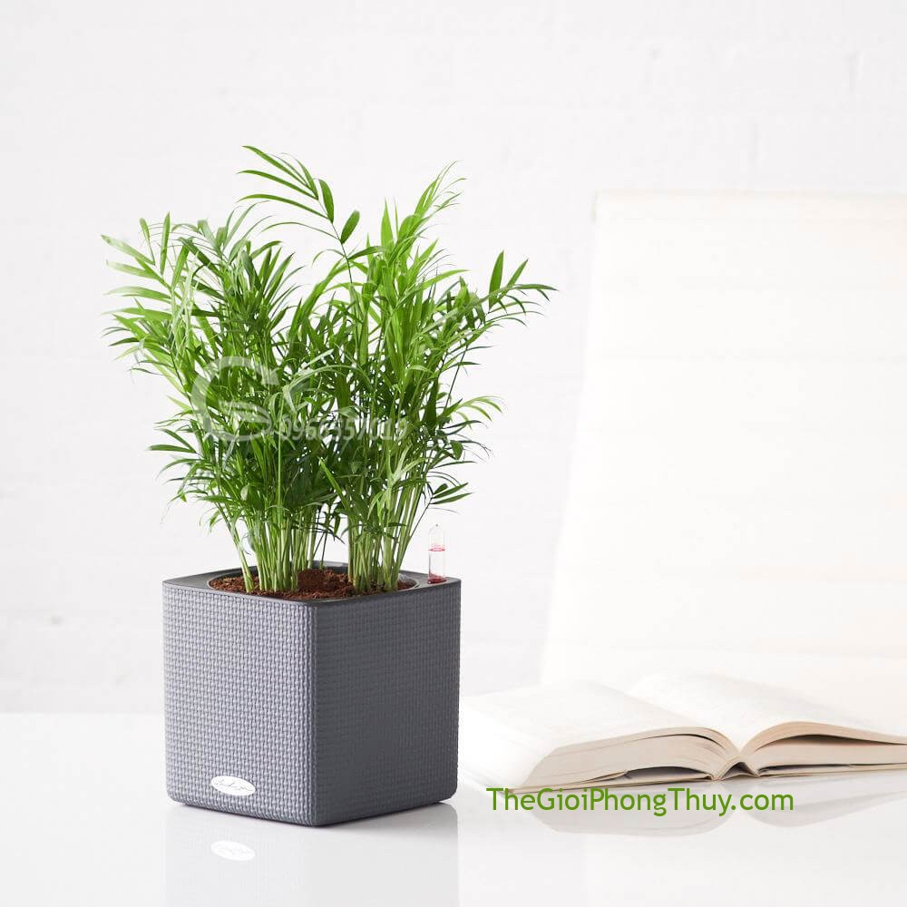 Nên trồng cây gì trước nhà để sinh tài lộc